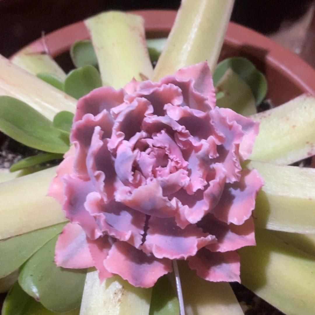 狗**饼狗狗雪饼 多肉植物