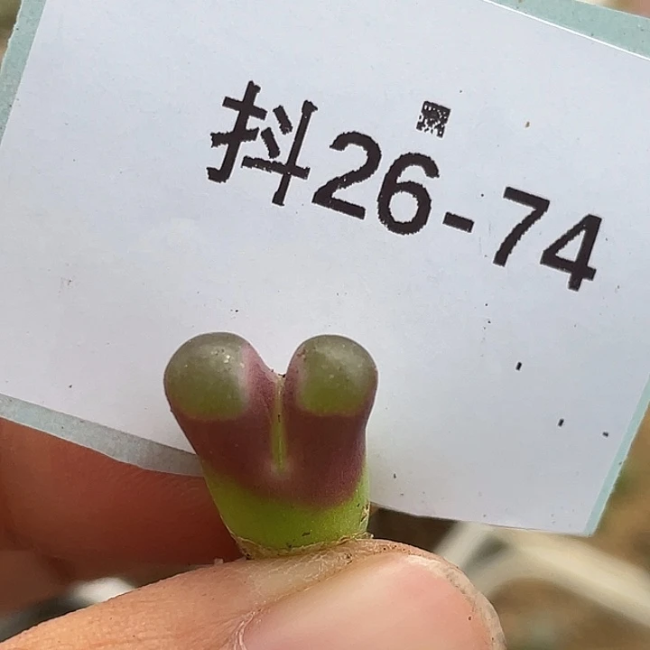 26-74小磁铁多肉植物