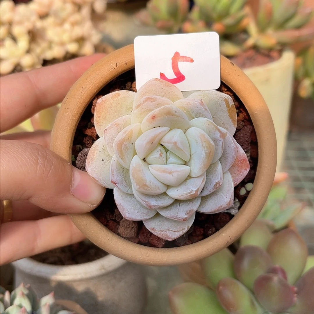 冰橙。 5。  1111111111