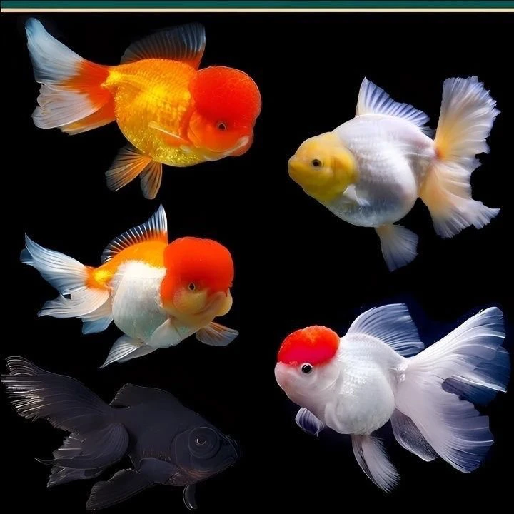 福袋泰狮金鱼随机一条（包邮不包活）
