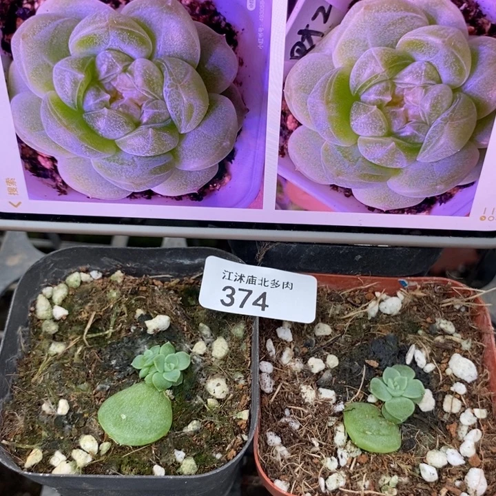 标374千金财富c2一个多肉