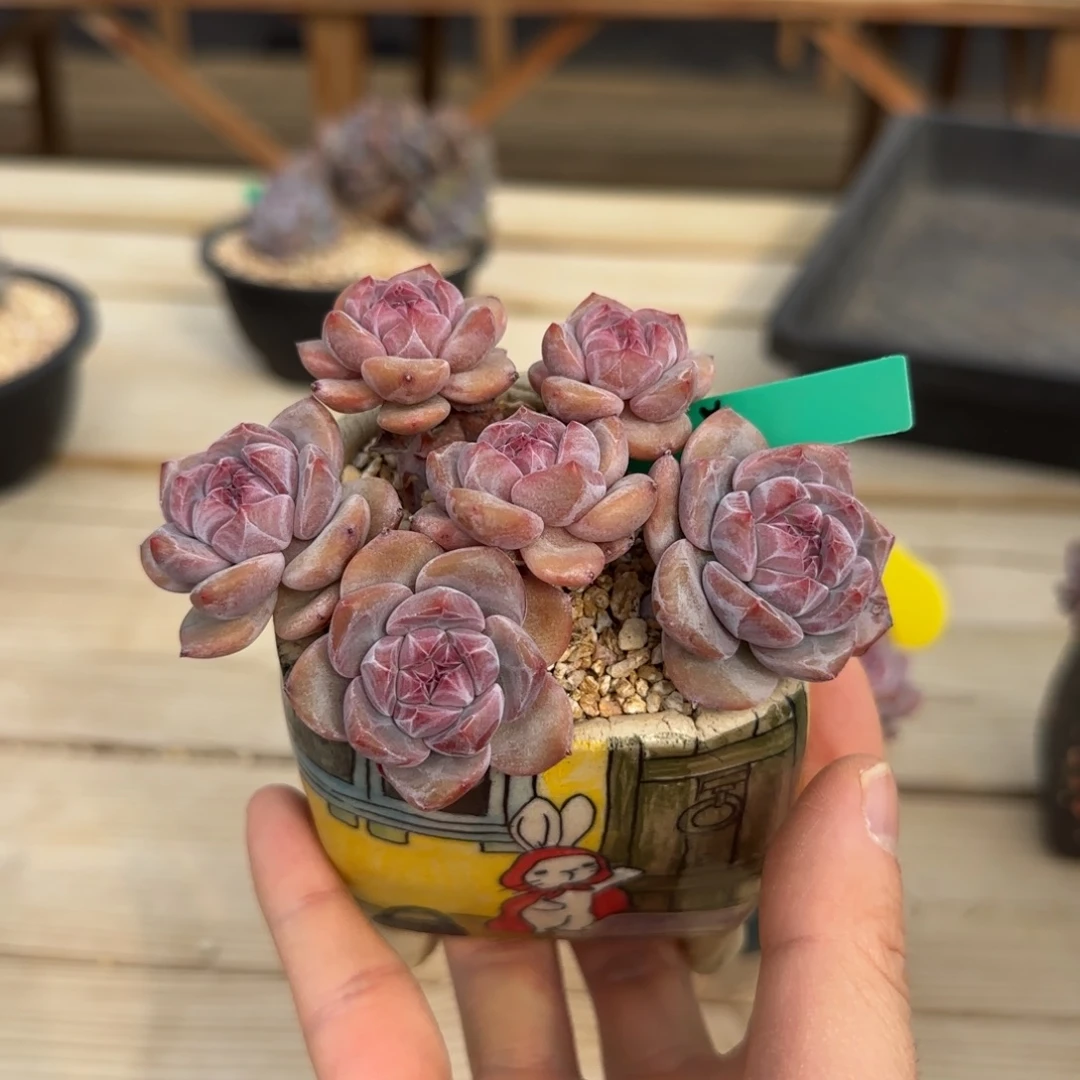 l***aLanka突尼斯发货多肉