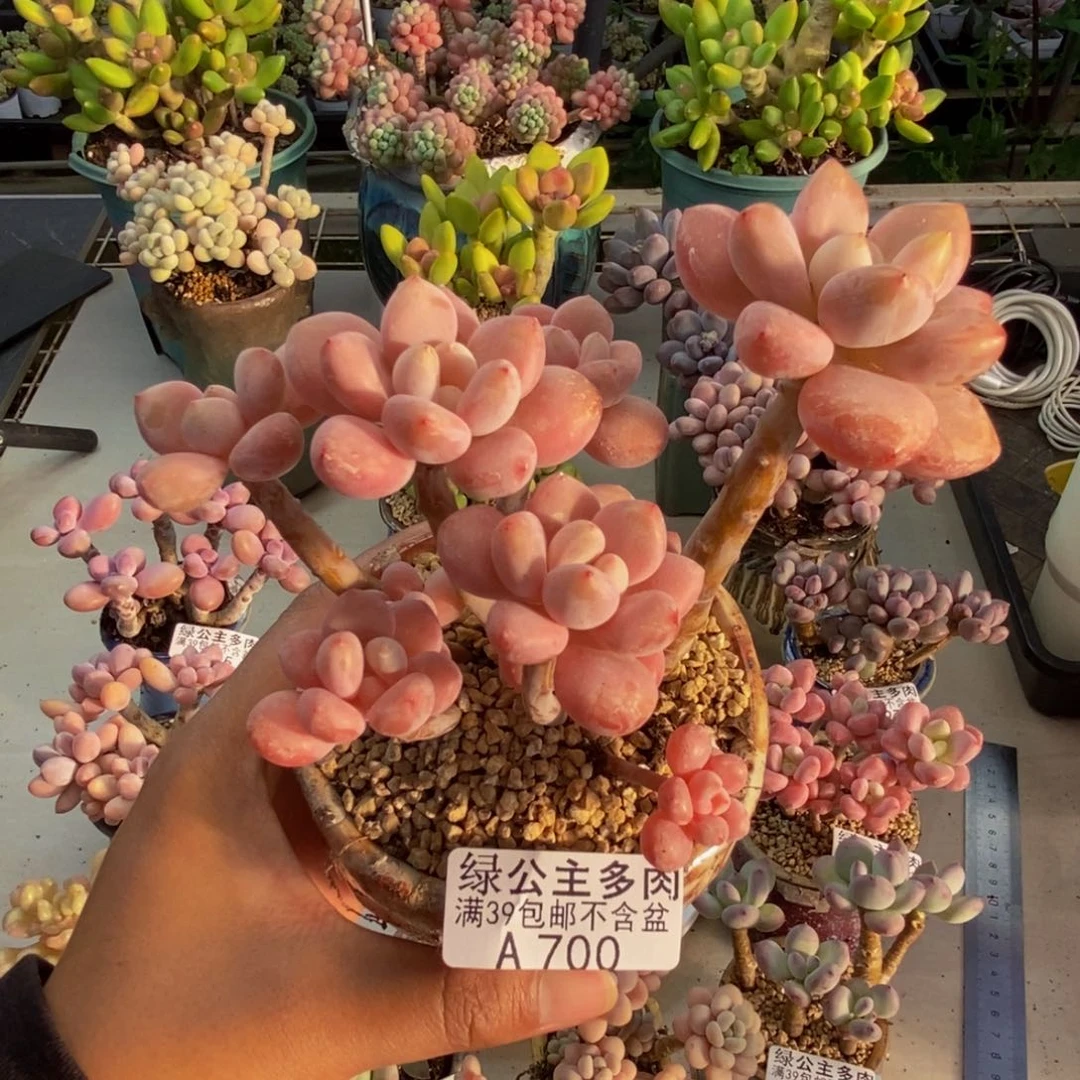 700樱花洛神多肉8cm