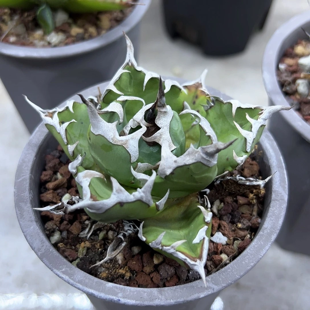 姬仁一物一拍偏远不包邮不退不换