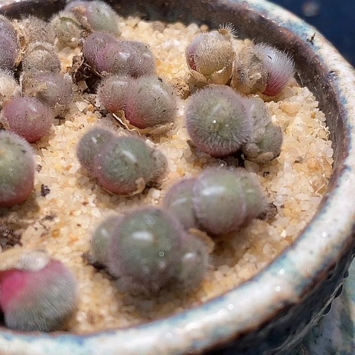 史蒂芬尼毛球一颗脱皮2头以上