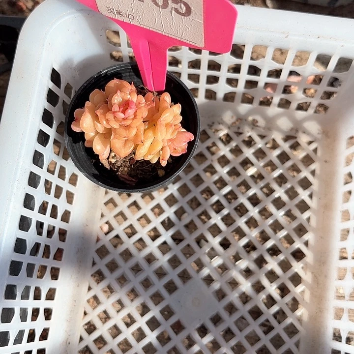 R****.c b x xv v c f g 105