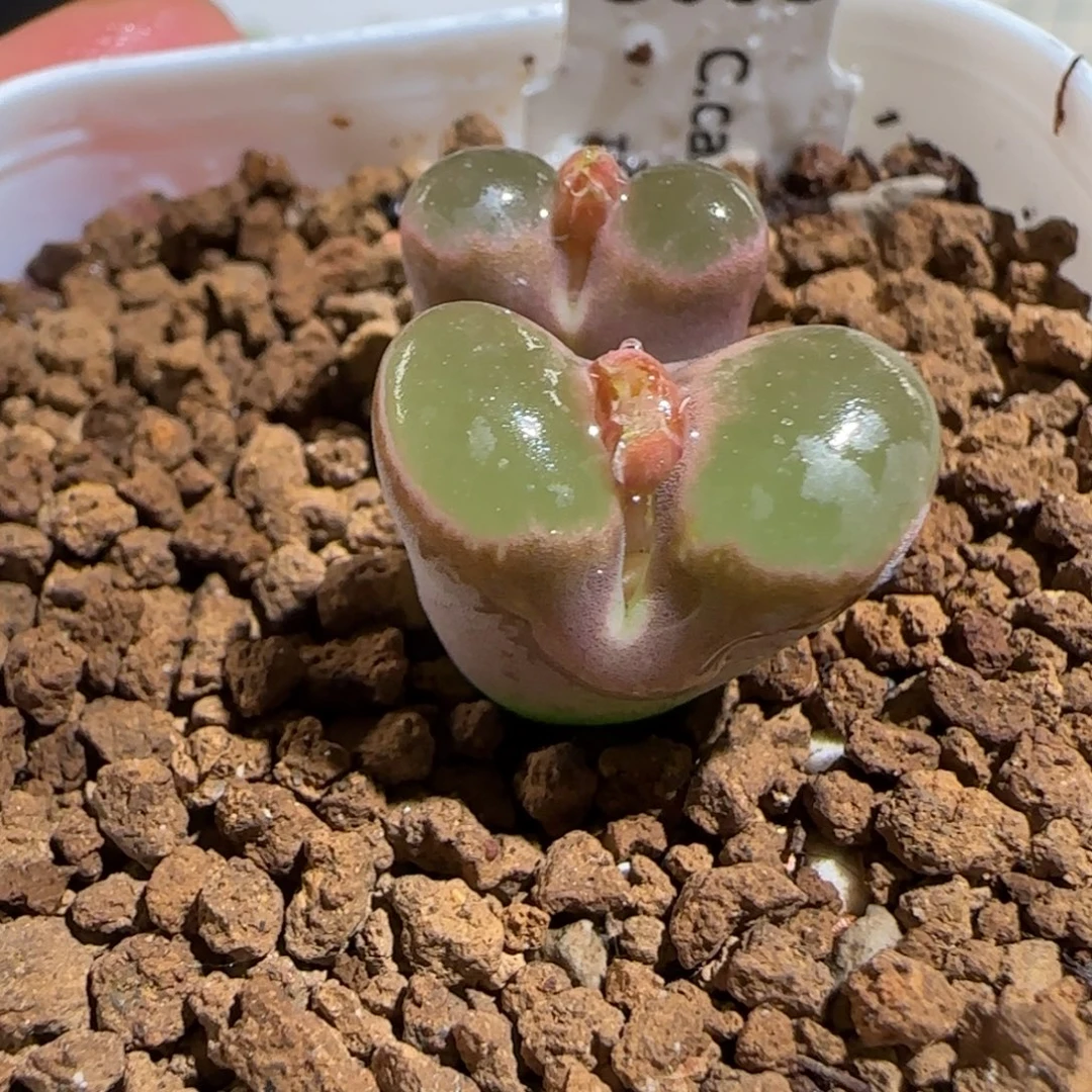 肉锥多肉植物组合-磁铁母本594