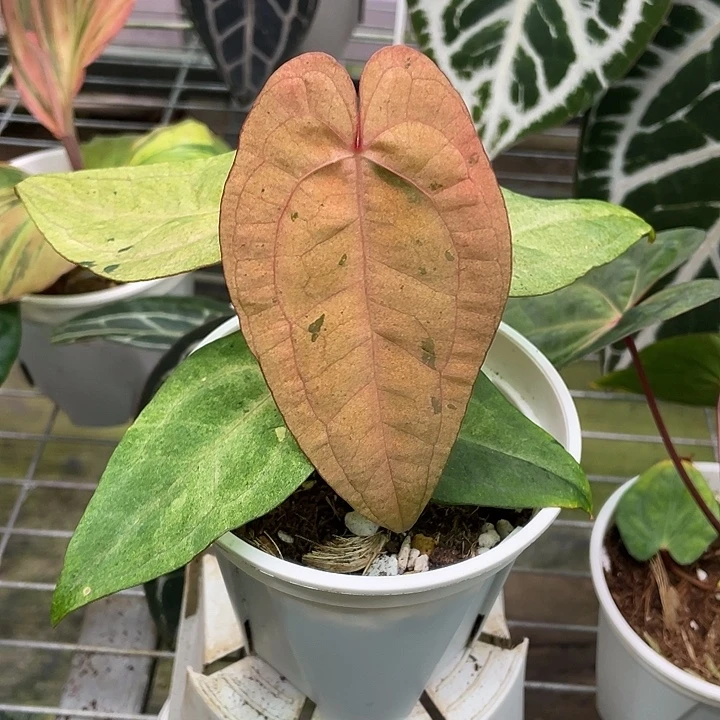 完全开放Papi奶油锦