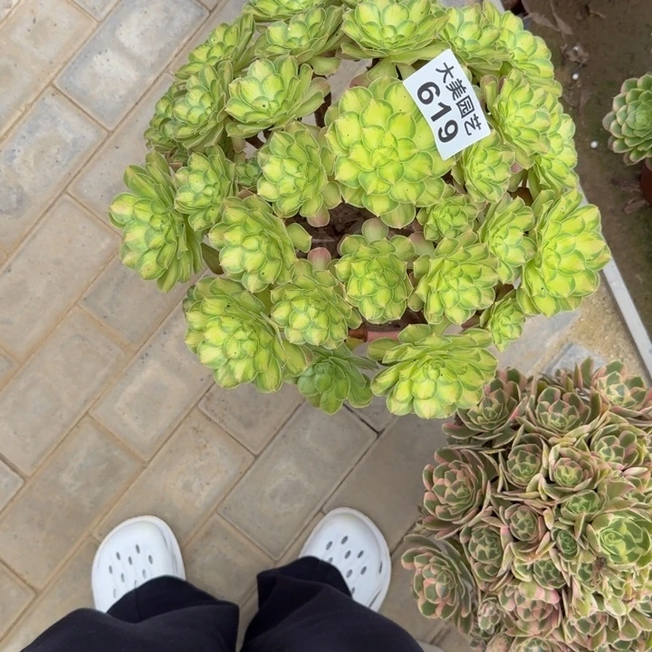 王***师韶华福利619肉老桩肉