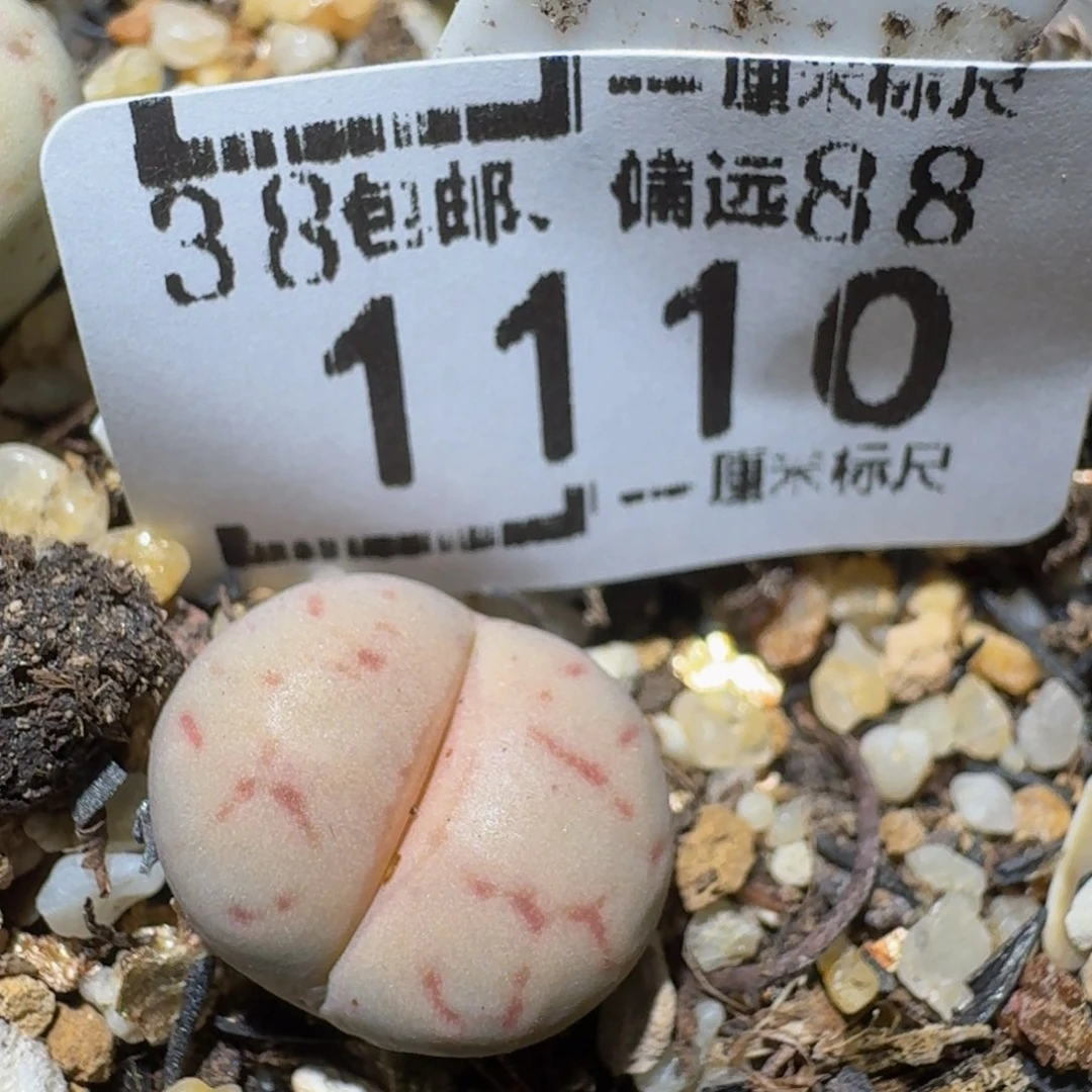 zzzz精品生石花1110女娲石