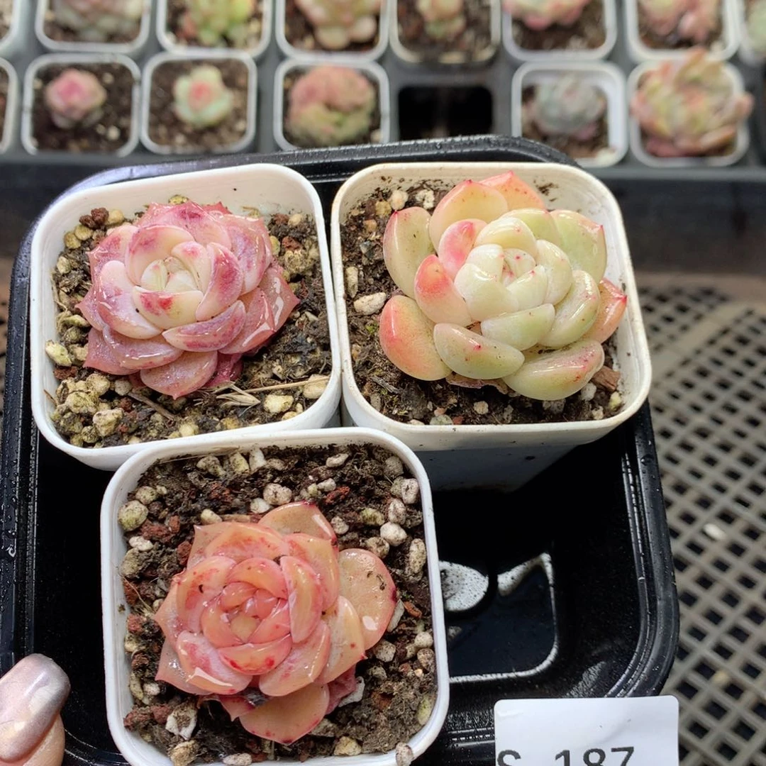 无花朵S187英语英语