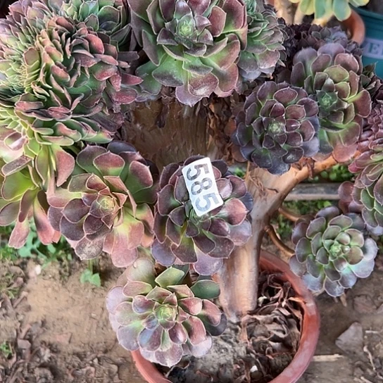 高***姐多肉植物一种荷兰玫瑰