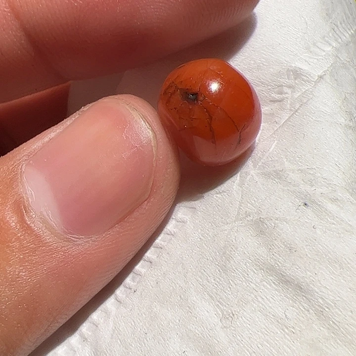 香榧木在这里的时候