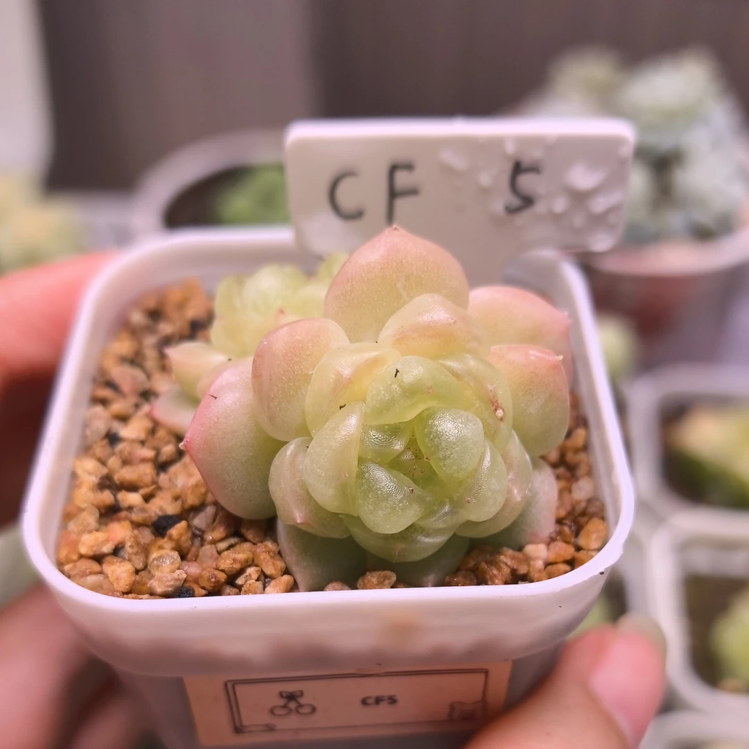 财富5多肉一物一拍