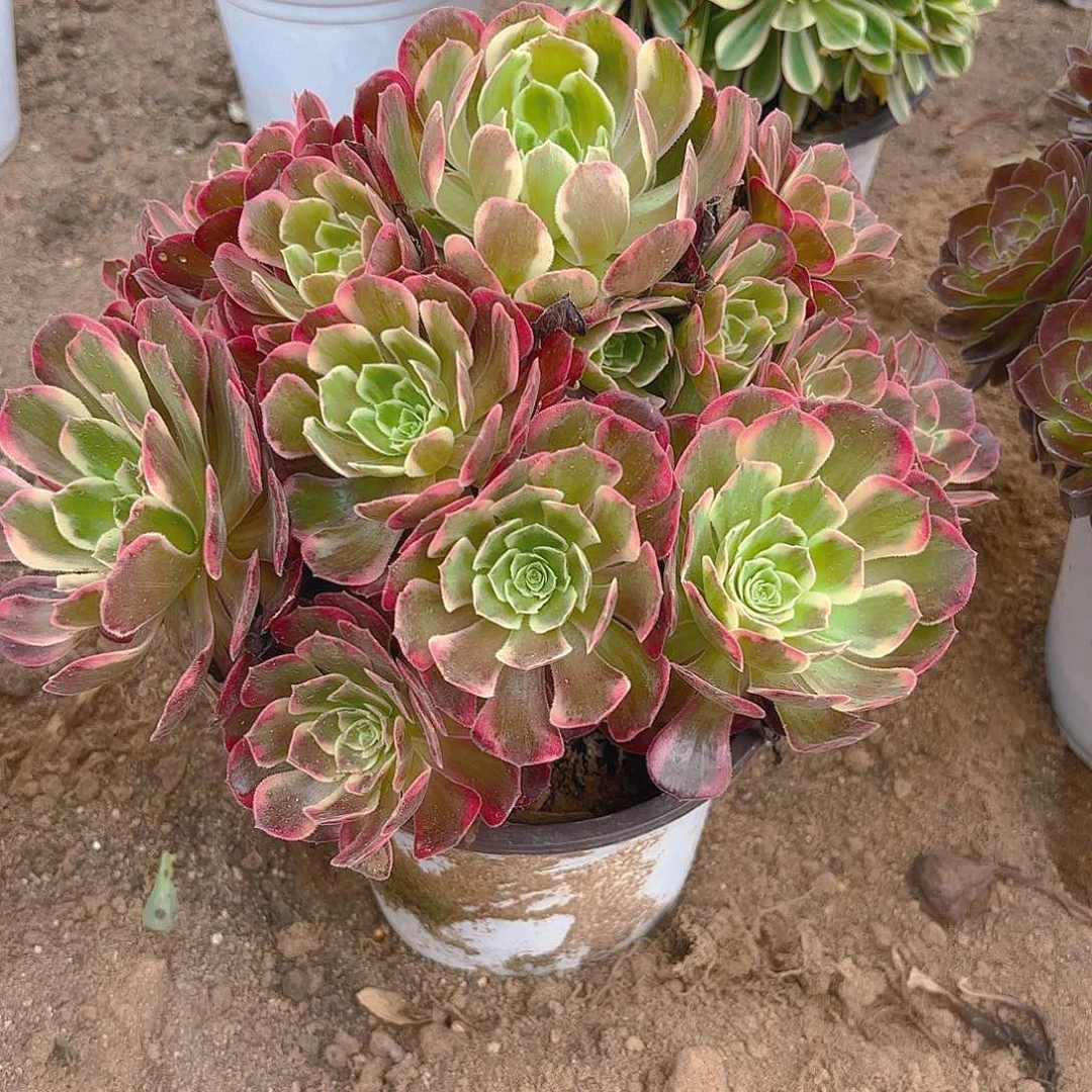 安娜多肉植物手捧