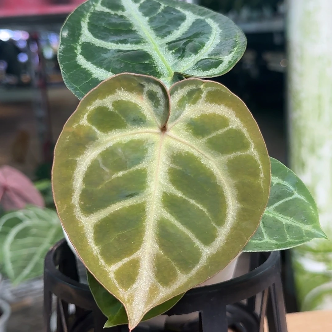 完全开放Y193红铜杂