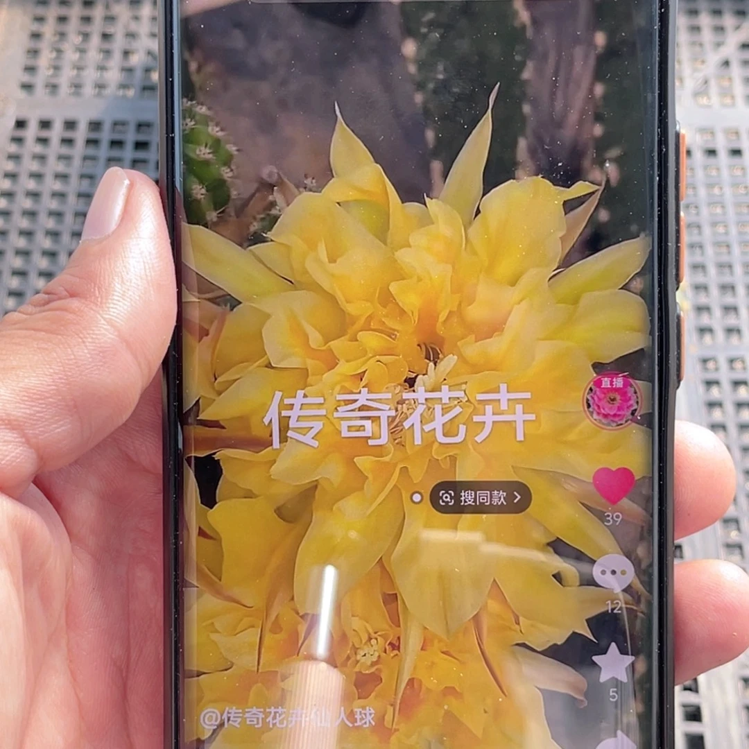 彩草 帕帕吉娜侧芽 歪 满20包邮5冠幅公分