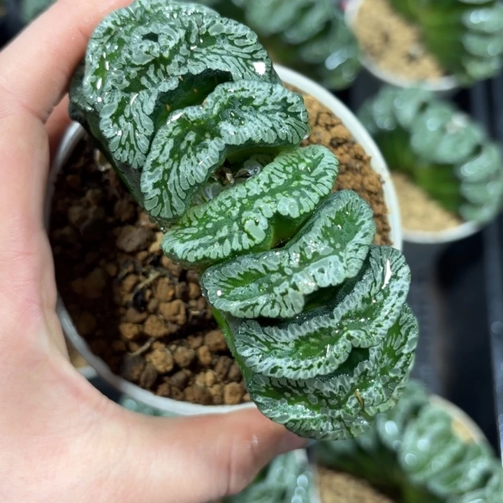 帝王玄武玉扇多肉植物