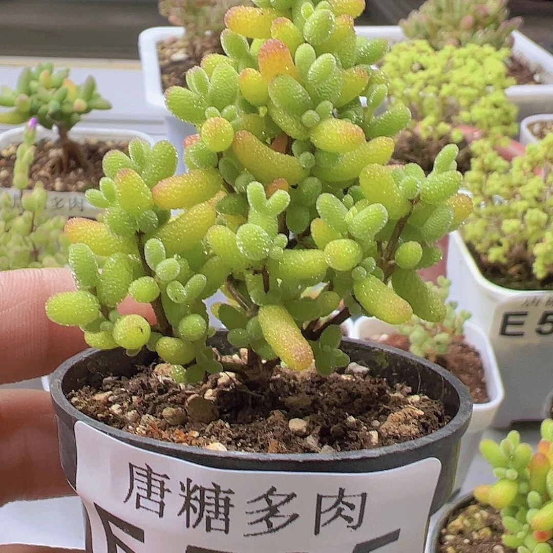 金橘535。