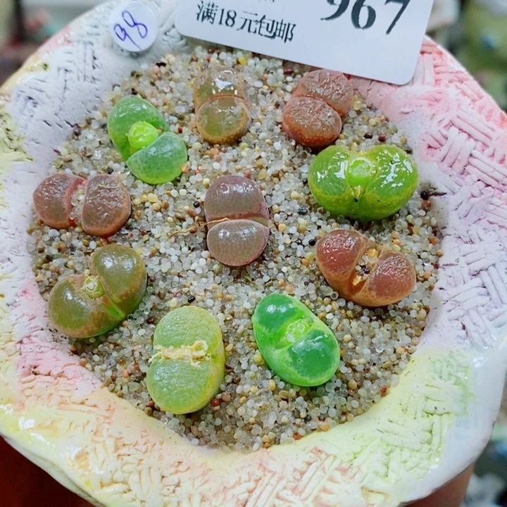 生石花花哈哈哈哈967
