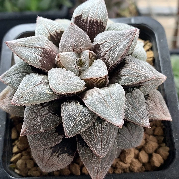 美吉杂磨面寿一物一拍带盆