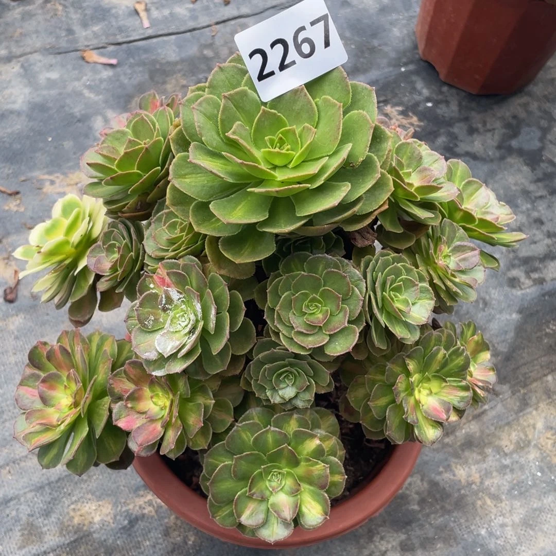 海王七彩2267号多肉植物