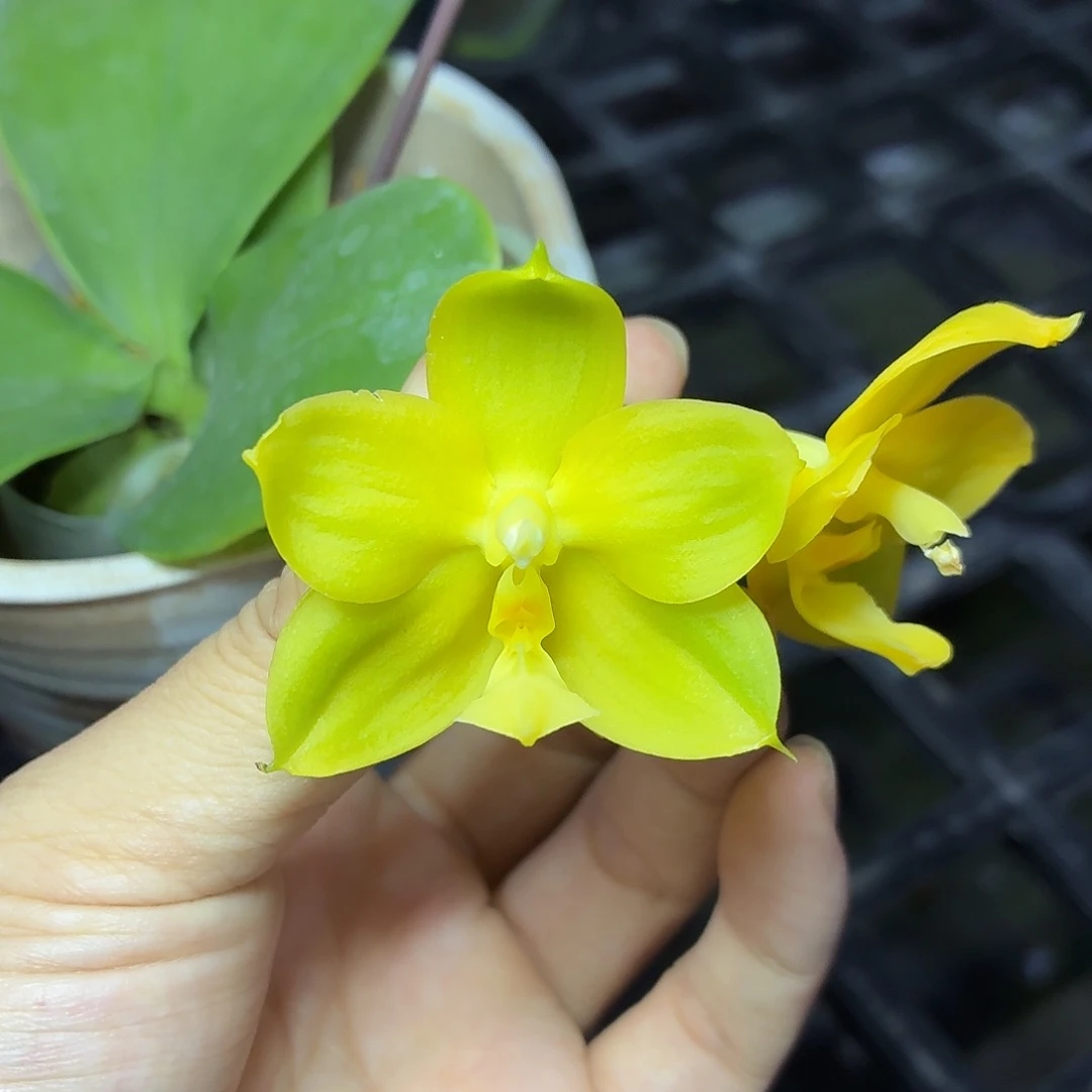 当前无花栽培后可以开花A358绿梦交品