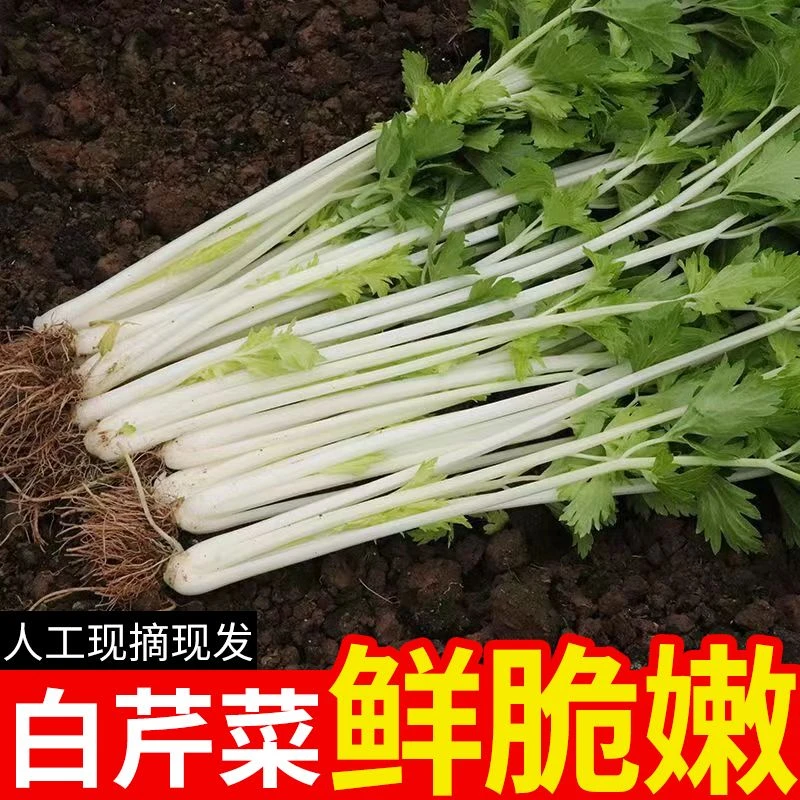 四川白芹菜新鲜农家自种时令芹菜现挖四季白杆小芹菜新鲜