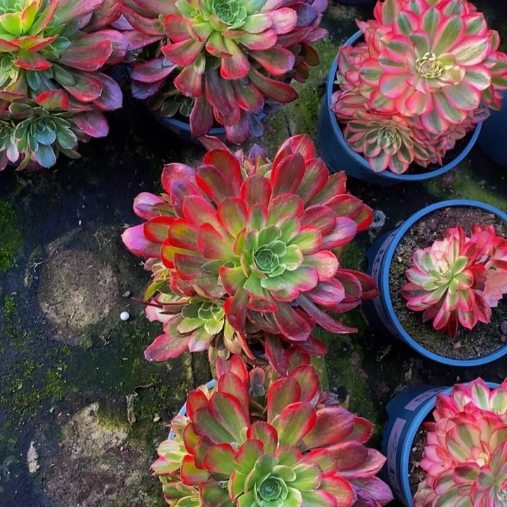 安娜多肉多肉1颗