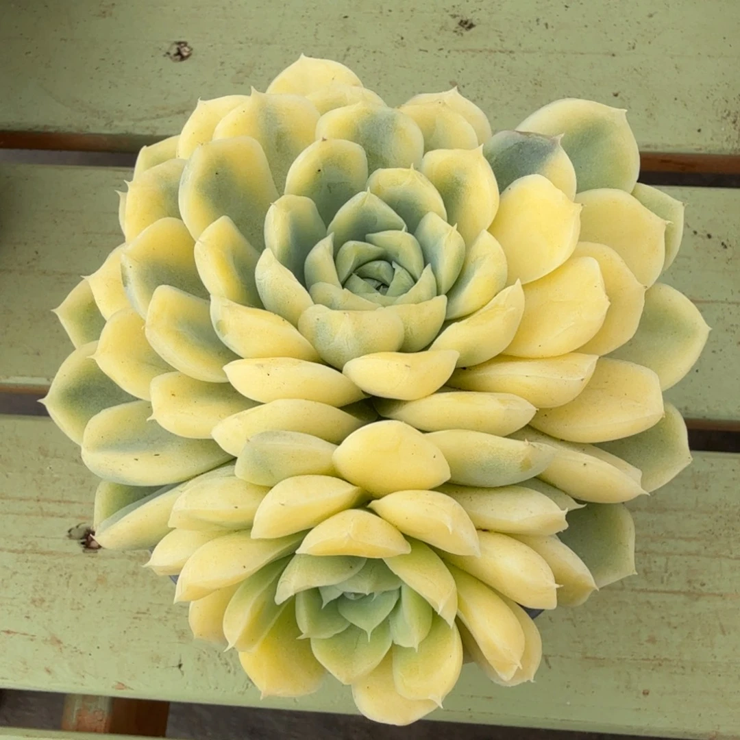 月影锦锦上园艺一物一拍