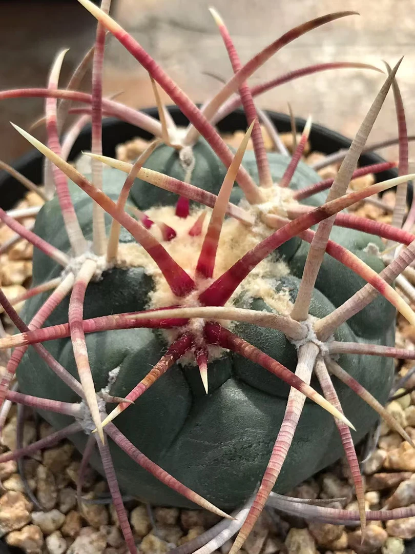 仙人球太刺绯冠龙实生籽播瘤玉属球体冠径5.8厘米一物一拍实物图