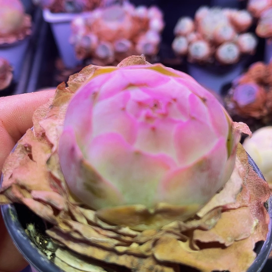 墨莎 事妈玻璃心慎拍 多肉