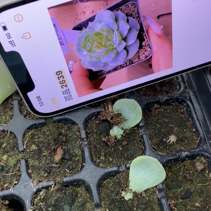 甜心2639芽苗一个多肉