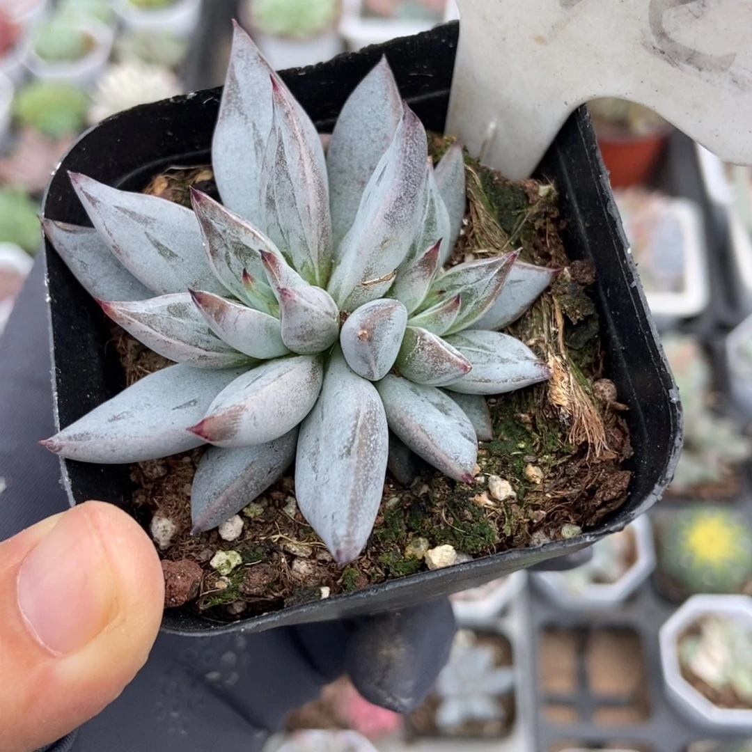972魔爪多肉植物多肉