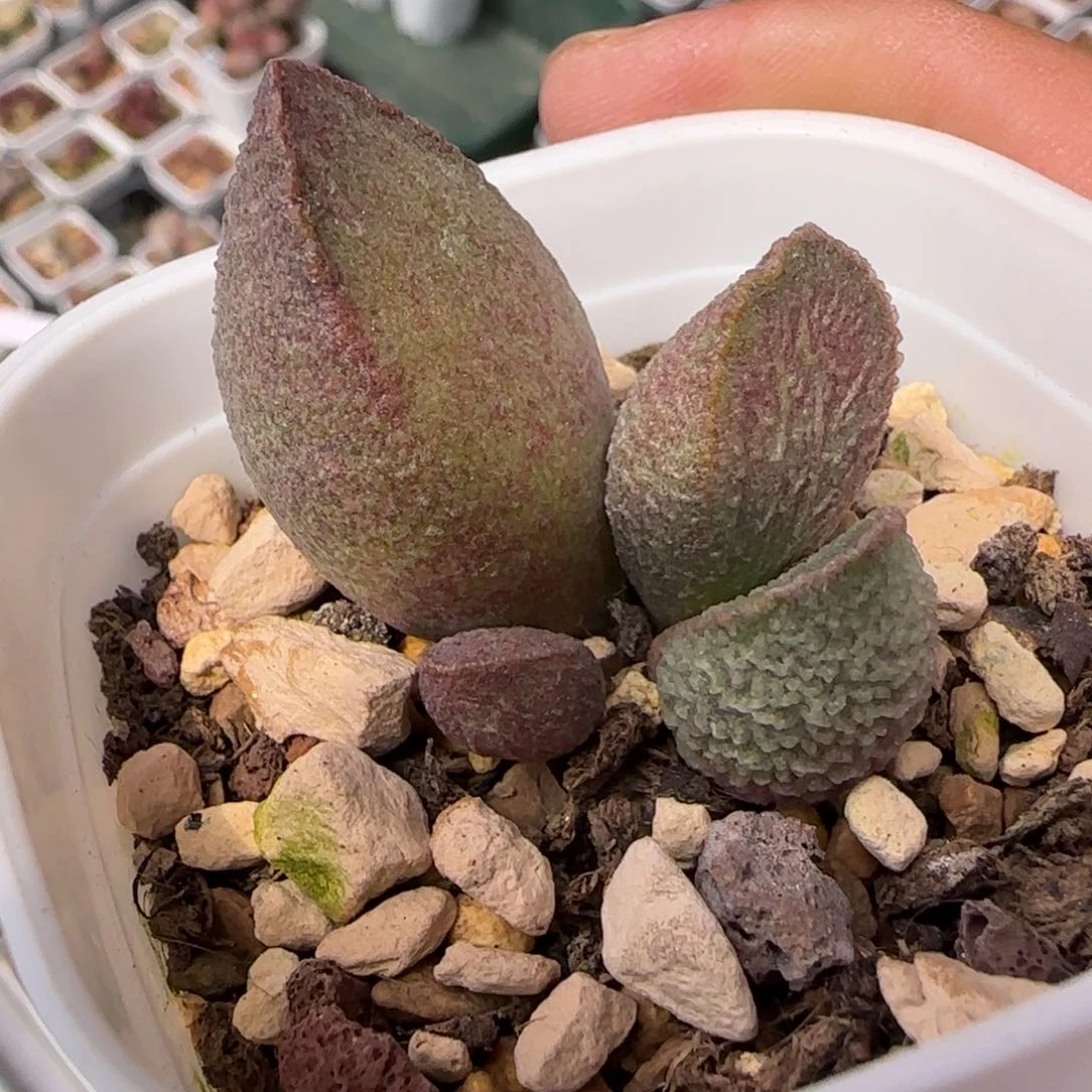 绿猪肝水泡多肉植物