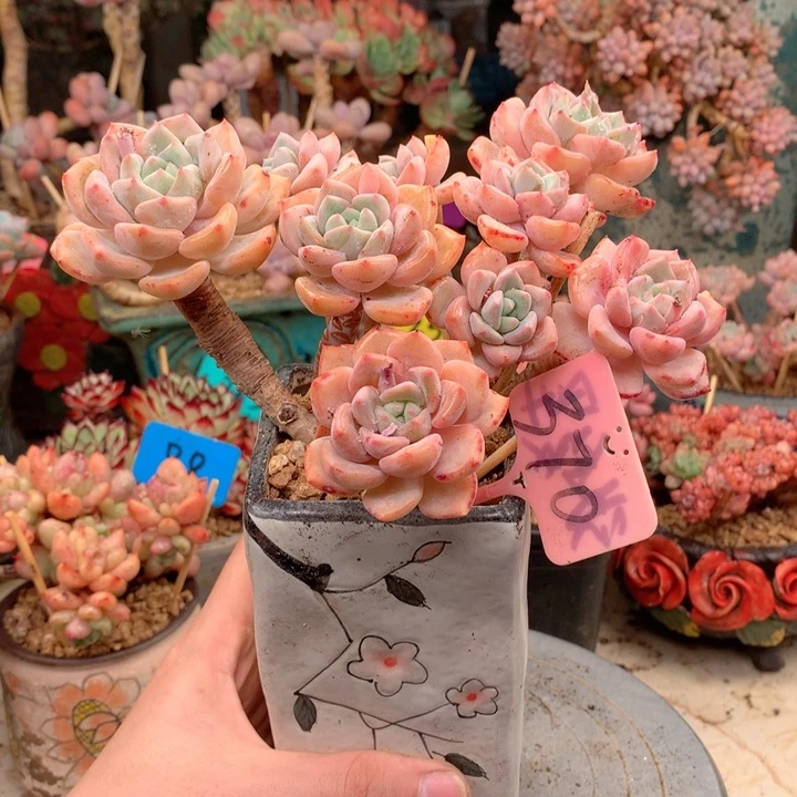 无花朵欢喜多肉一物一拍370