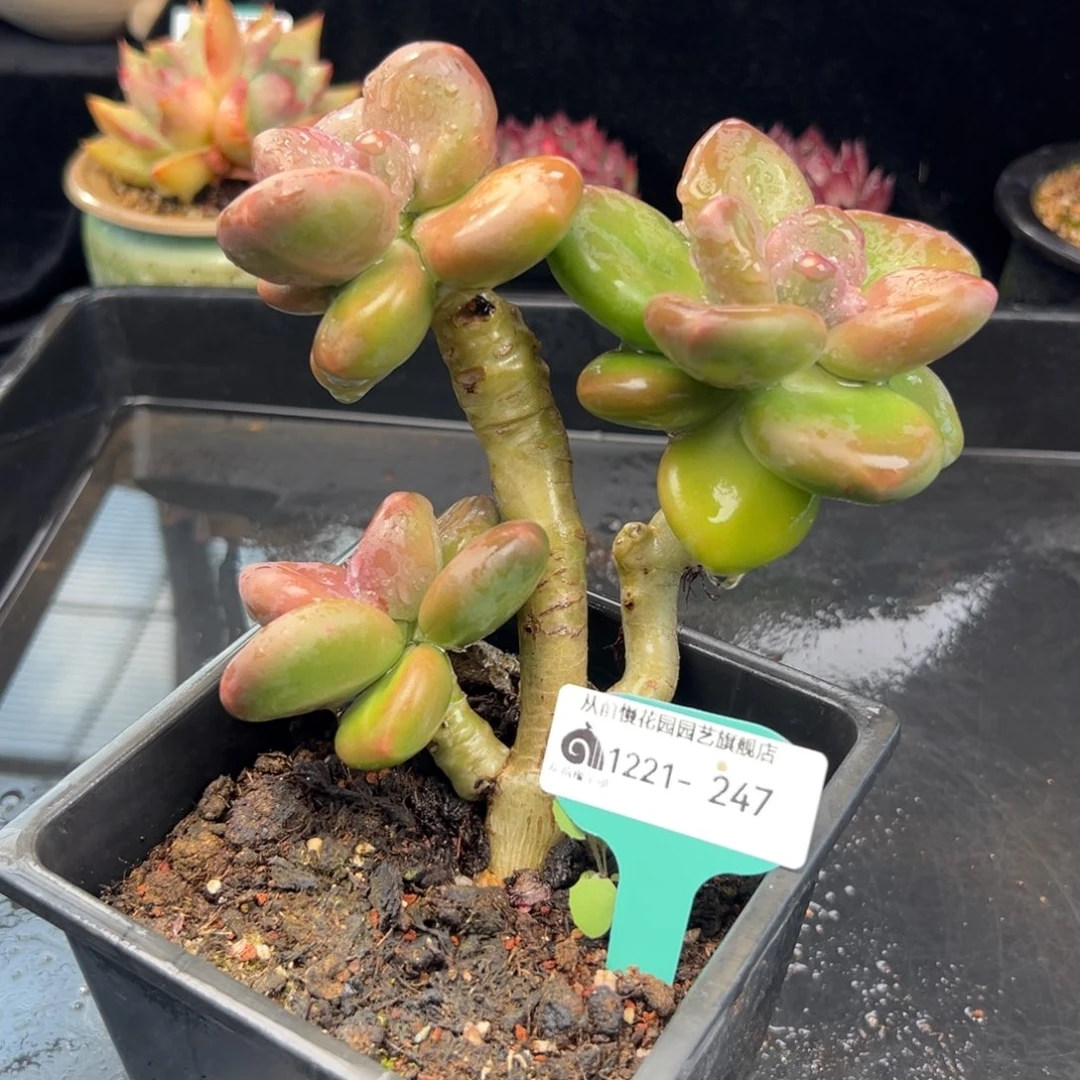 从前慢花园多肉编号1221-247