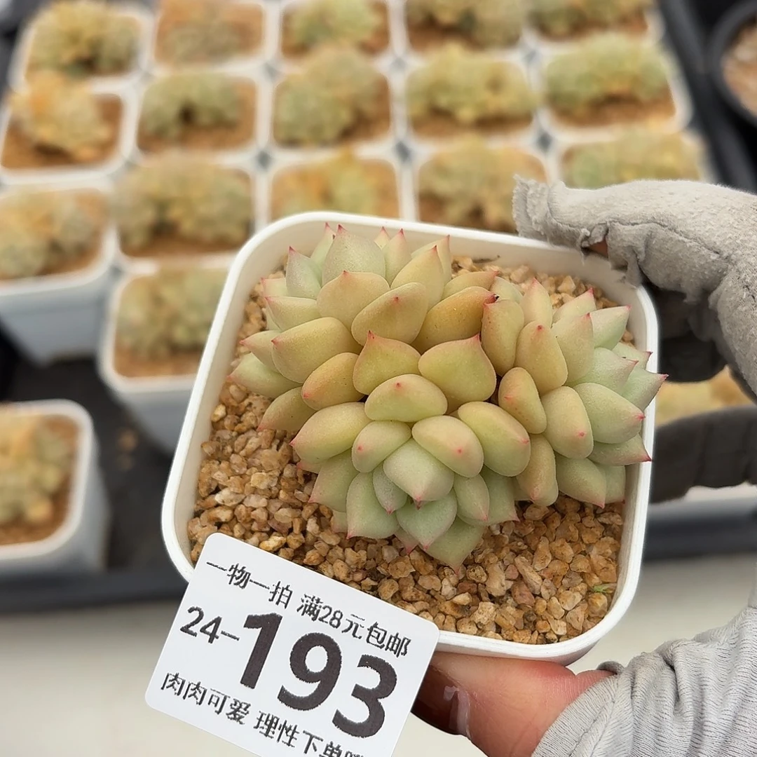 黄金象牙无盆土发货无