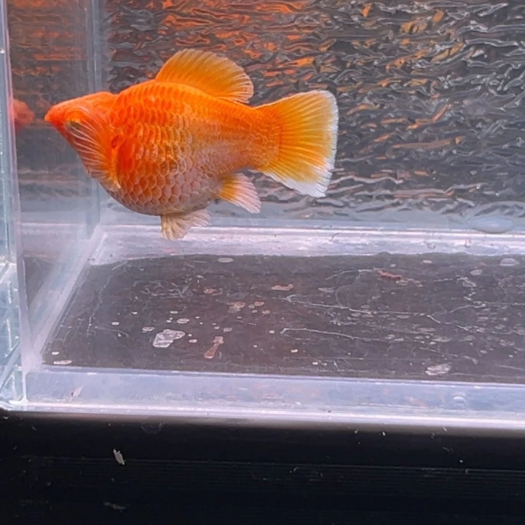 孔雀鱼玛丽鱼一条