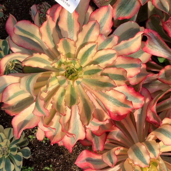 318魅影多肉植物