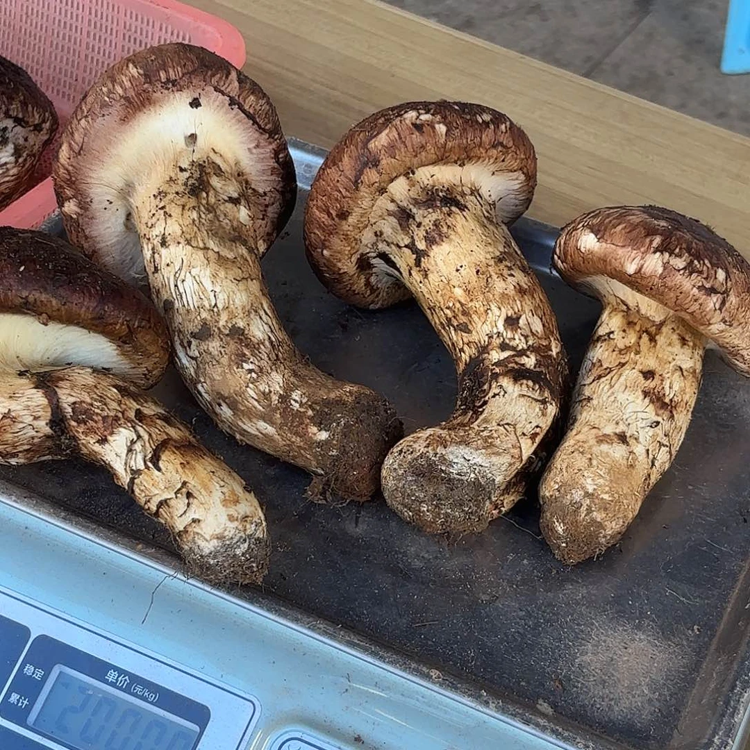 不***里云南南华野生菌中国大陆