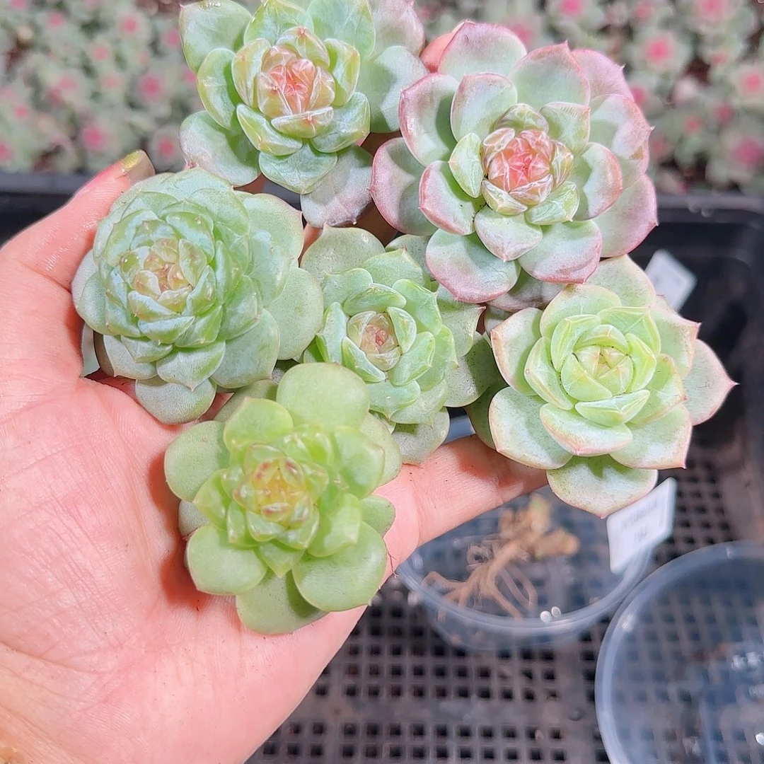 0923---195糖心珍妮