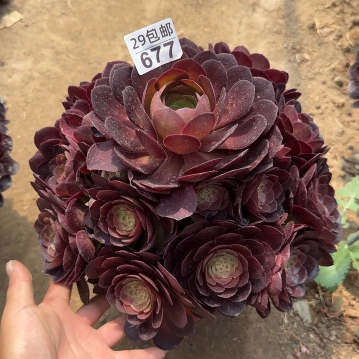万圣节……多肉植物……