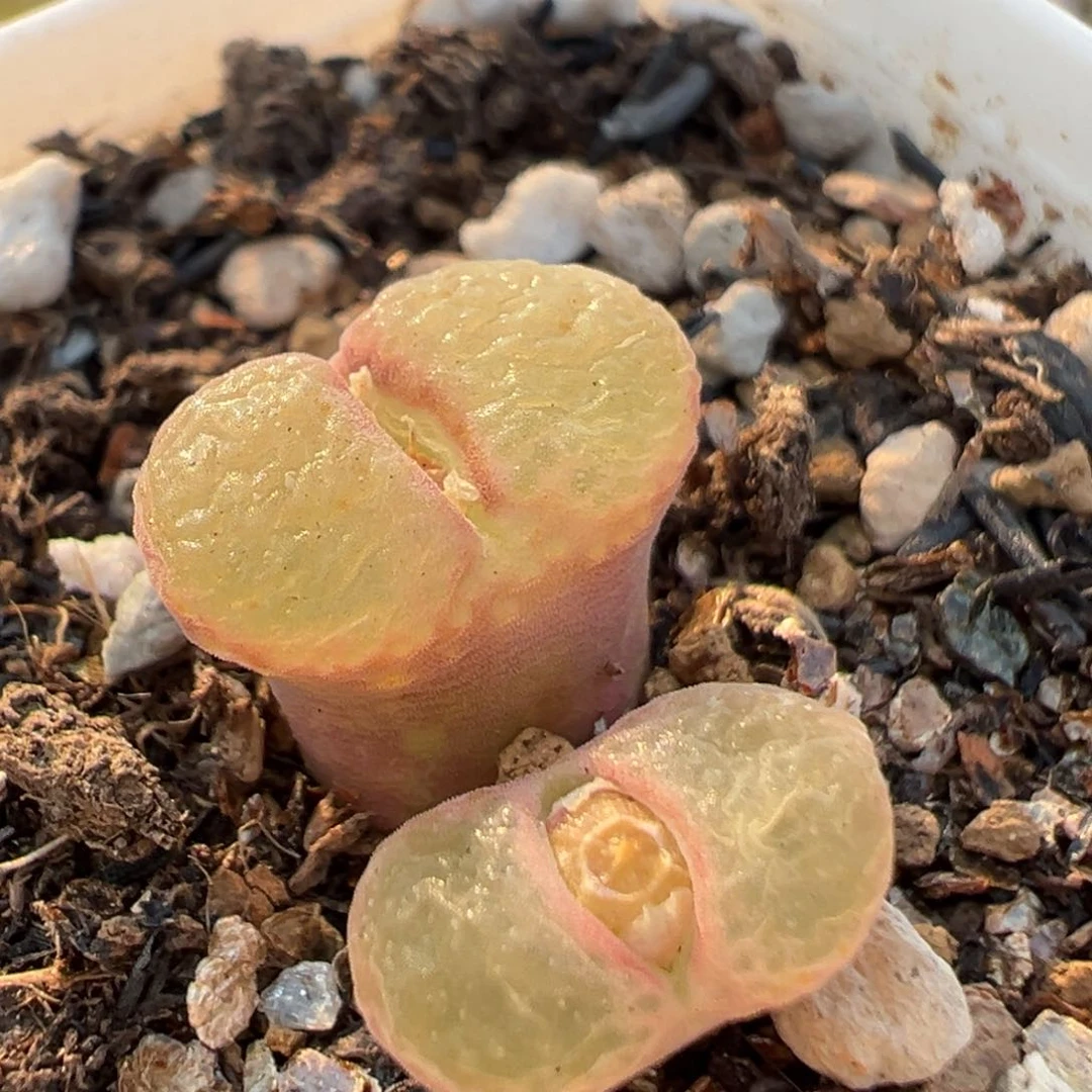 120多肉植物百科知识