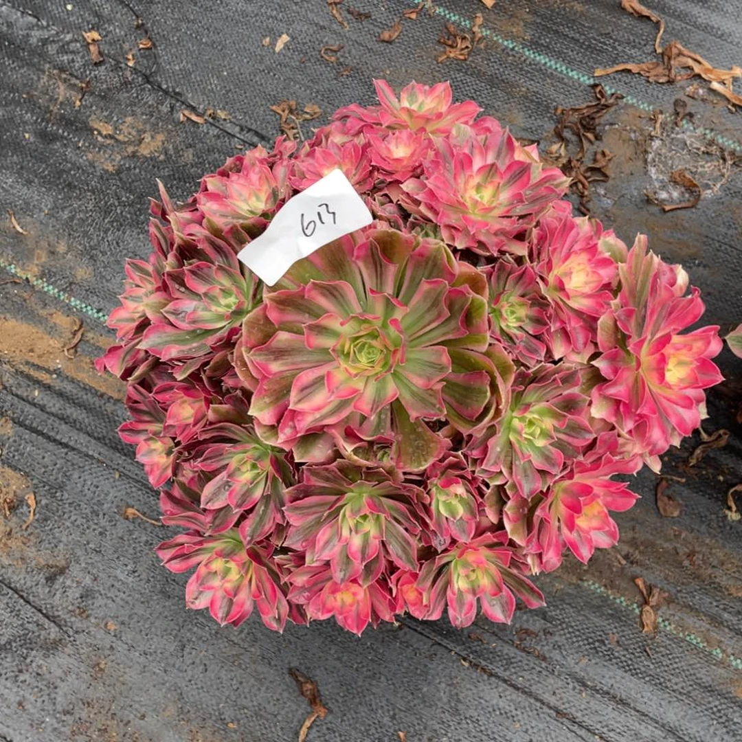 老五多肉613111111