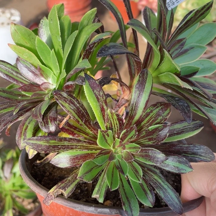 970水魔丹青有砍多肉12345678