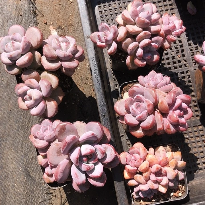 知否。知否多肉植物