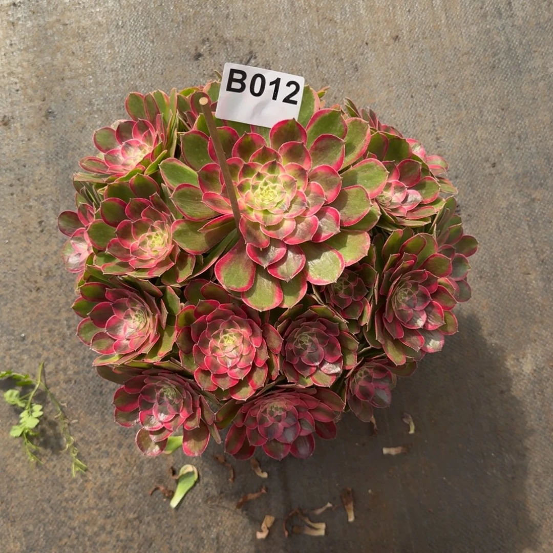 敬***风012多肉植物孔雀翎法师