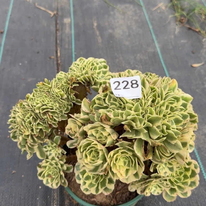 迈巴赫法师缀化228