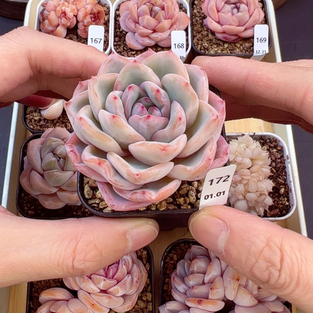 好好看172、哈哈哈哈